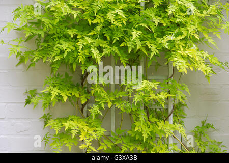 Jasminum officinale 'Fiona Sunrise". Jasmine foglie su un traliccio bianco. Cotswolds, Inghilterra Foto Stock