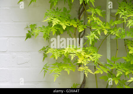 Jasminum officinale 'Fiona Sunrise". Jasmine foglie su un traliccio bianco. Cotswolds, Inghilterra Foto Stock