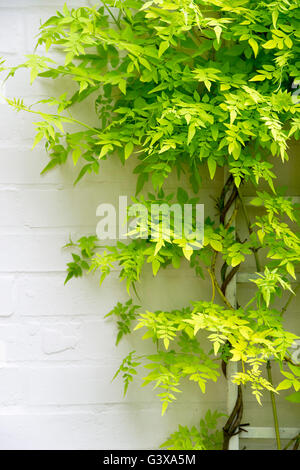 Jasminum officinale 'Fiona Sunrise". Jasmine foglie su un traliccio bianco. Cotswolds, Inghilterra Foto Stock