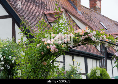 Arco di rose nella parte anteriore di un bianco e nero con cornice in legno cottage. Ashton sotto la collina, Wychavon district, Worcestershire, Inghilterra Foto Stock