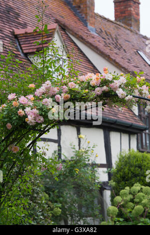 Arco di rose nella parte anteriore di un bianco e nero con cornice in legno cottage. Ashton sotto la collina, Wychavon district, Worcestershire, Inghilterra Foto Stock