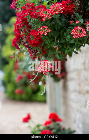 La verbena Voodoo Stella Rossa e la petunia Surfinia fiori in una cesta appesa. Ashton sotto la collina, Worcestershire, Inghilterra Foto Stock