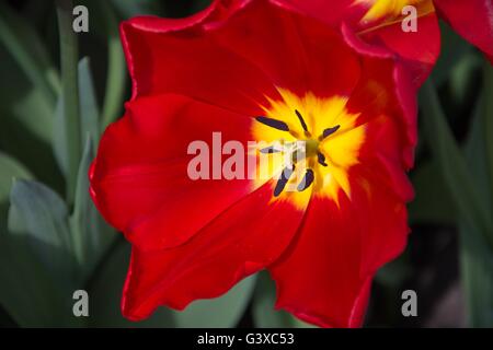 Crimson Red tulip flower Foto Stock