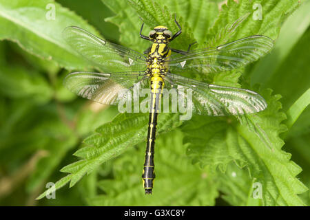 La libellula comune a coda di club è emersa di recente e si è indurito su una riva del fiume in Herefordshire. Foto Stock
