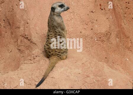 Meerkat stava fissando Foto Stock