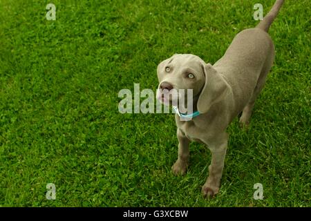 Grazioso cucciolo weimaraner tedesco con lo sguardo rivolto a voi Foto Stock