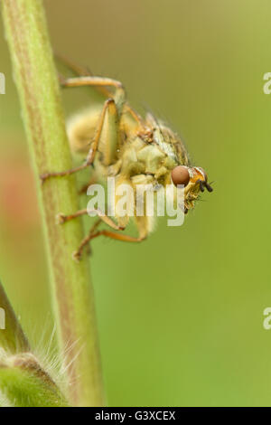 Mosca di letame gialla Foto Stock