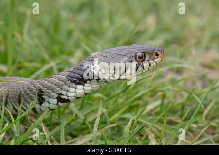 Biscia natrix natrix fotografato nel Sussex England primavera 2015 Foto Stock