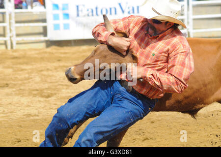 Un cowboy da rodeo Wrestling un manzo Foto Stock