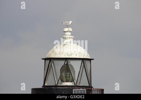 Un Gabbiano aringhe si siede in cima al faro di Persico, Mirren off shore a Port Glasgow, sulle rive del Firth of Clyde. Foto Stock