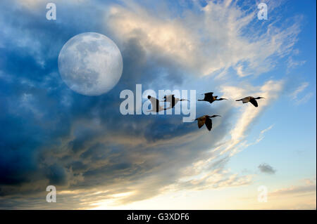 Gli uccelli luna è uno stormo di uccelli volare al crepuscolo contro un colorato luna piena cloudscape. Foto Stock