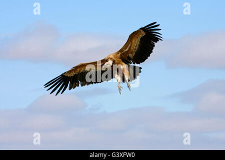 Grifone, Gyps fulvus, singolo adulto in volo. Presa di marzo. Segovia, Spagna. Foto Stock