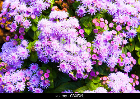 Ageratum viola Foto Stock