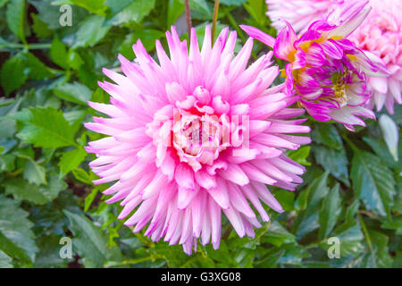 Dahlia rosa Foto Stock