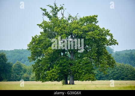 Grande vecchio albero di quercia su un prato con la foresta dietro Foto Stock