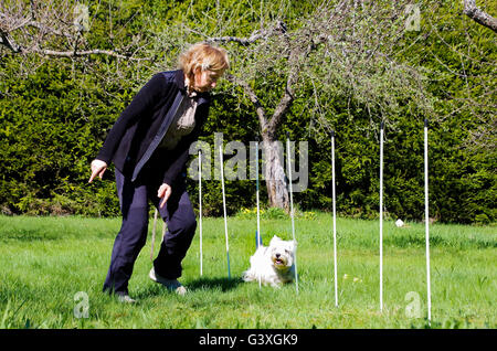 West Highland White Terrier facendo agilità del cane (slalom) Foto Stock