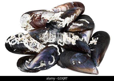 Gusci di cozze. Isolato su sfondo bianco. Foto Stock