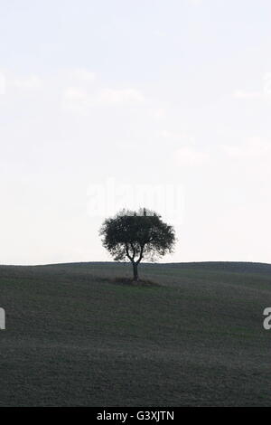 Un bellissimo albero nel mezzo della campagna toscana Foto Stock