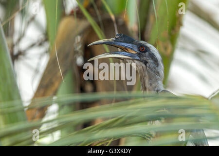 Grigio hornbill appollaiato su un ramo. Foto Stock