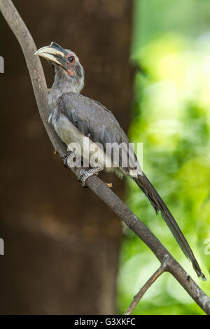 Grigio hornbill appollaiato su un ramo. Foto Stock