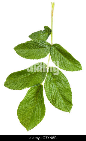 Il ramo con foglie verdi di Rosa rugosa (rosa canina, rosa ad arbusto, Rosa canina) bush isolato su sfondo bianco Foto Stock