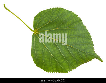 Lato posteriore della foglia verde di tilia cordata tree (small-lasciava in calce, poco leaf linden, piccolo-lasciava in linden) isolato su bianco bac Foto Stock