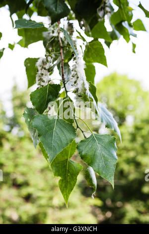 Foglie di pioppo (Populus nigra, pioppo nero) e lanugine sugli amenti - la fonte di allergia Foto Stock