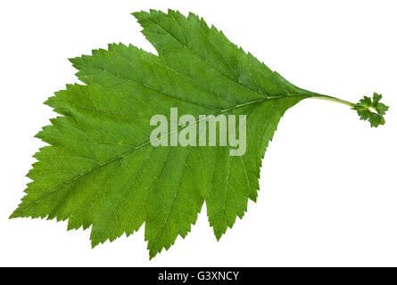 Foglia verde di Crataegus sanguinea (redhaw biancospino) arbusto isolato su sfondo bianco Foto Stock