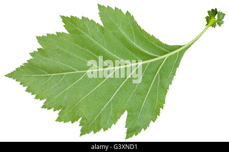 Lato posteriore della foglia verde di Crataegus sanguinea (redhaw biancospino) arbusto isolato su sfondo bianco Foto Stock