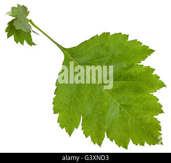 Foglie fresche di Crataegus sanguinea (redhaw biancospino) arbusto isolato su sfondo bianco Foto Stock