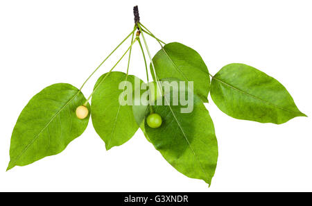 Ramoscello con il verde delle foglie e frutti di ciliegio (Prunus cerasus) isolato su sfondo bianco Foto Stock