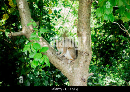 Un gray squirrel starring presso la telecamera a Mudshut Park Foto Stock