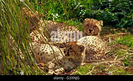Famiglia di giovani ghepardi agghiaccianti nel sole Foto Stock