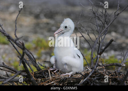 Frigatebird pulcino nel nido, Isola di Natale, Kiribati Foto Stock