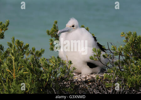 Frigatebird pulcino nel nido, Isola di Natale, Kiribati Foto Stock