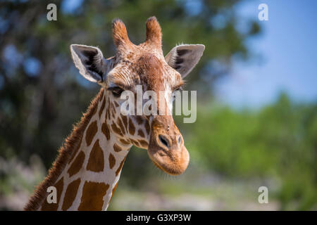 La giraffa ritratto Foto Stock