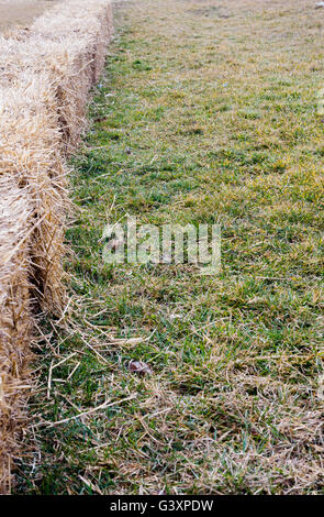 Fila di piccoli quadrati di balle di paglia barriera di formazione sull'erba. Foto Stock