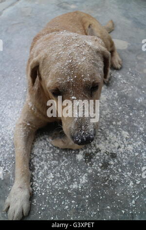 Close-up shot di cane Foto Stock