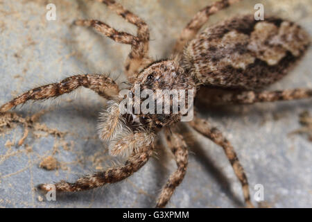 Tan jumping spider (Platycryptus undatus) Foto Stock