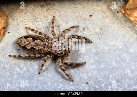 Tan jumping spider (Platycryptus undatus) Foto Stock