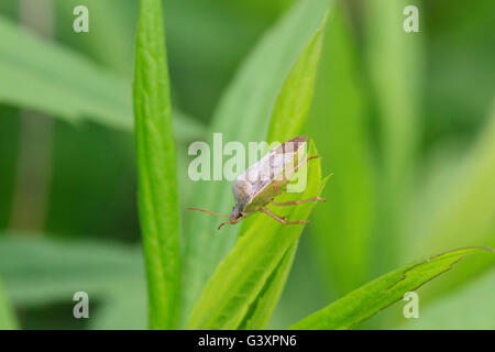 Brown stink bug (Euschistus servus) Foto Stock
