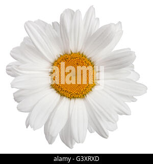 La Camomilla fiori isolati di testa su sfondo bianco Foto Stock