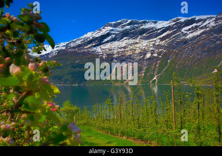 Hardangerfjord in Norvegia Foto Stock