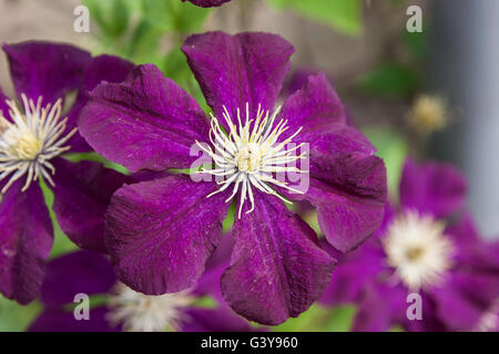 Ranuncolaceae clematide. Primo piano della viola clematis Foto Stock