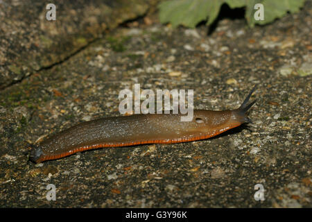 Rosso Grande Slug, Arion ater, singolo adulto strisciando lungo il terreno di notte. Preso Agosto. Londra, Regno Unito. Foto Stock