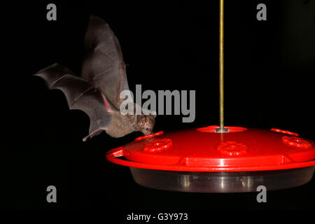 Comune di lungo-tongued Bat, Glossophaga soricina, singolo adulto Alimentazione da alimentatore hummingbird di notte. Foresta pluviale atlantica del Brasile Foto Stock