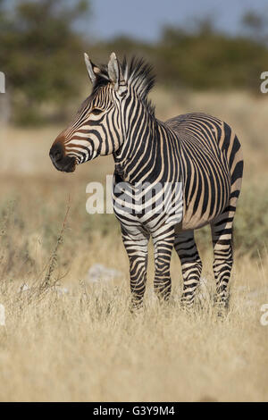 Zebra di Hartmann (Equus zebra hartmannae), il Parco Nazionale di Etosha, Namibia, Africa Foto Stock