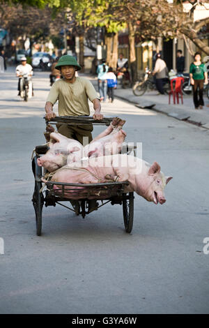 Suini trasportati da un risciò bicicletta, Ninh Binh, secco Halong Bay, Vietnam, Asia sud-orientale, Asia Foto Stock