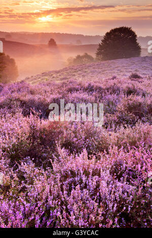 Infinite colline con blooming heather a sunrise. Fotografato alla Posbank nei Paesi Bassi. Foto Stock