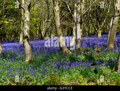 Bluebells Flowering fiorisce in primavera tempo coprire ampie zone di pavimenti di bosco protetto dalla National Trust per la conservazione. Foto Stock